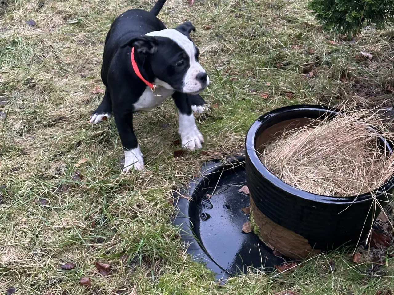 Billede 12 - Old english bulldog