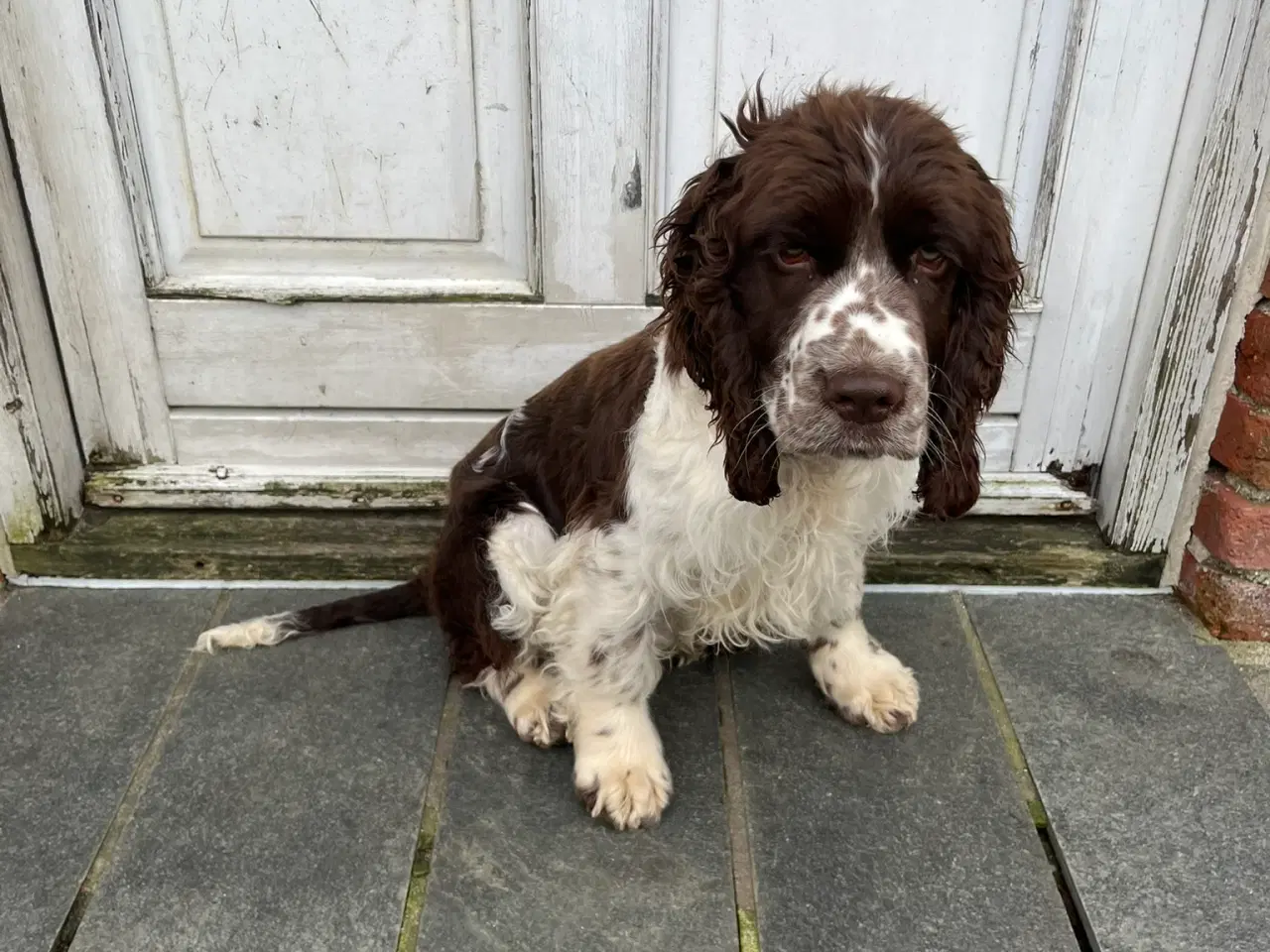 Billede 3 - Engelsk Springer Spaniel 