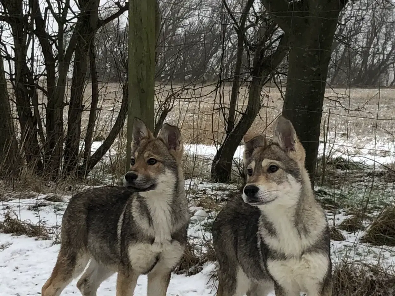 Billede 16 - Ulvehund hvalpe 