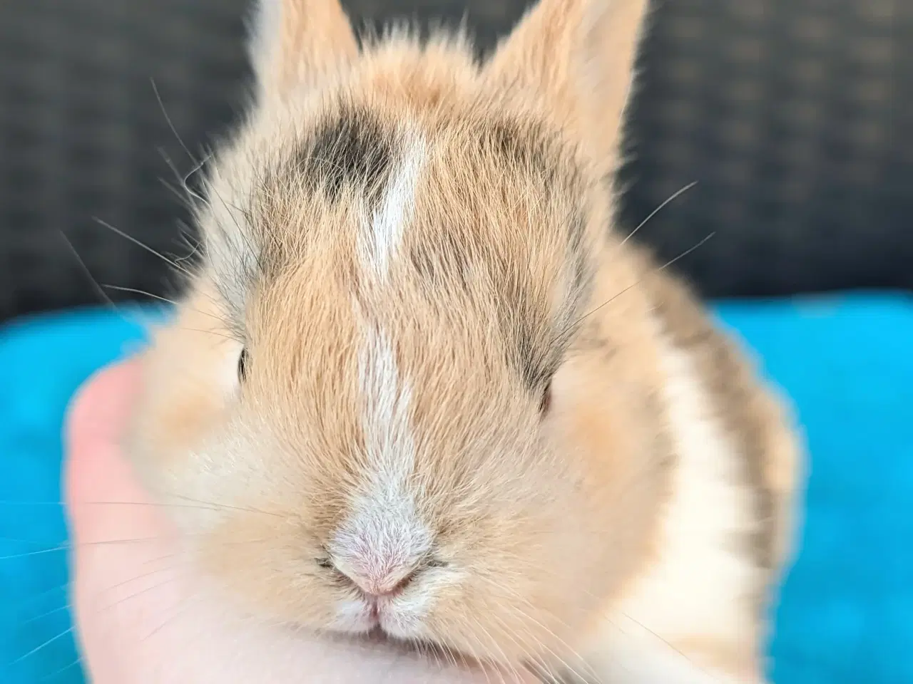 Billede 4 - Hermelin kaninunge sælges 