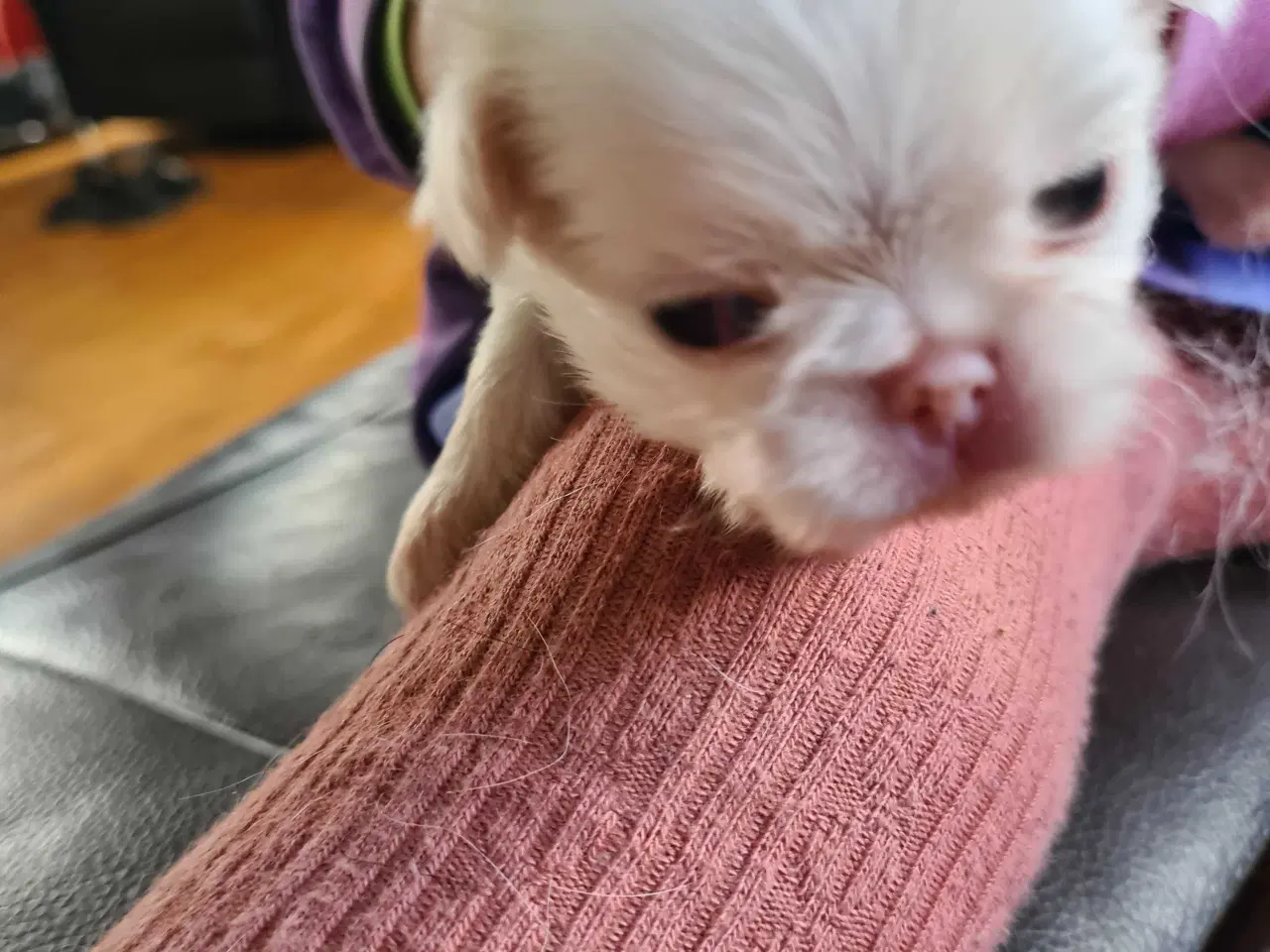 Billede 4 - Japanese chin hvalpe 