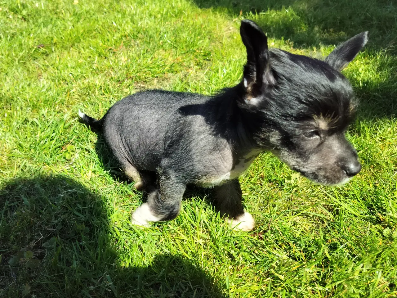 Billede 1 - Chinese crested/powder puff drenge med DKK stambog