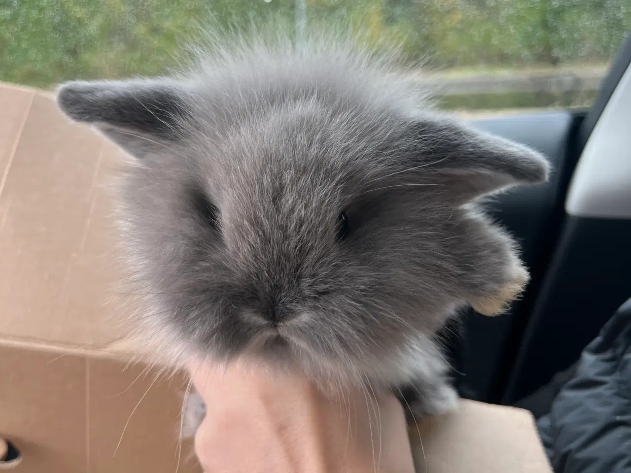 Billede 5 - Sød lille kninunge søger nyt kærligt hjem