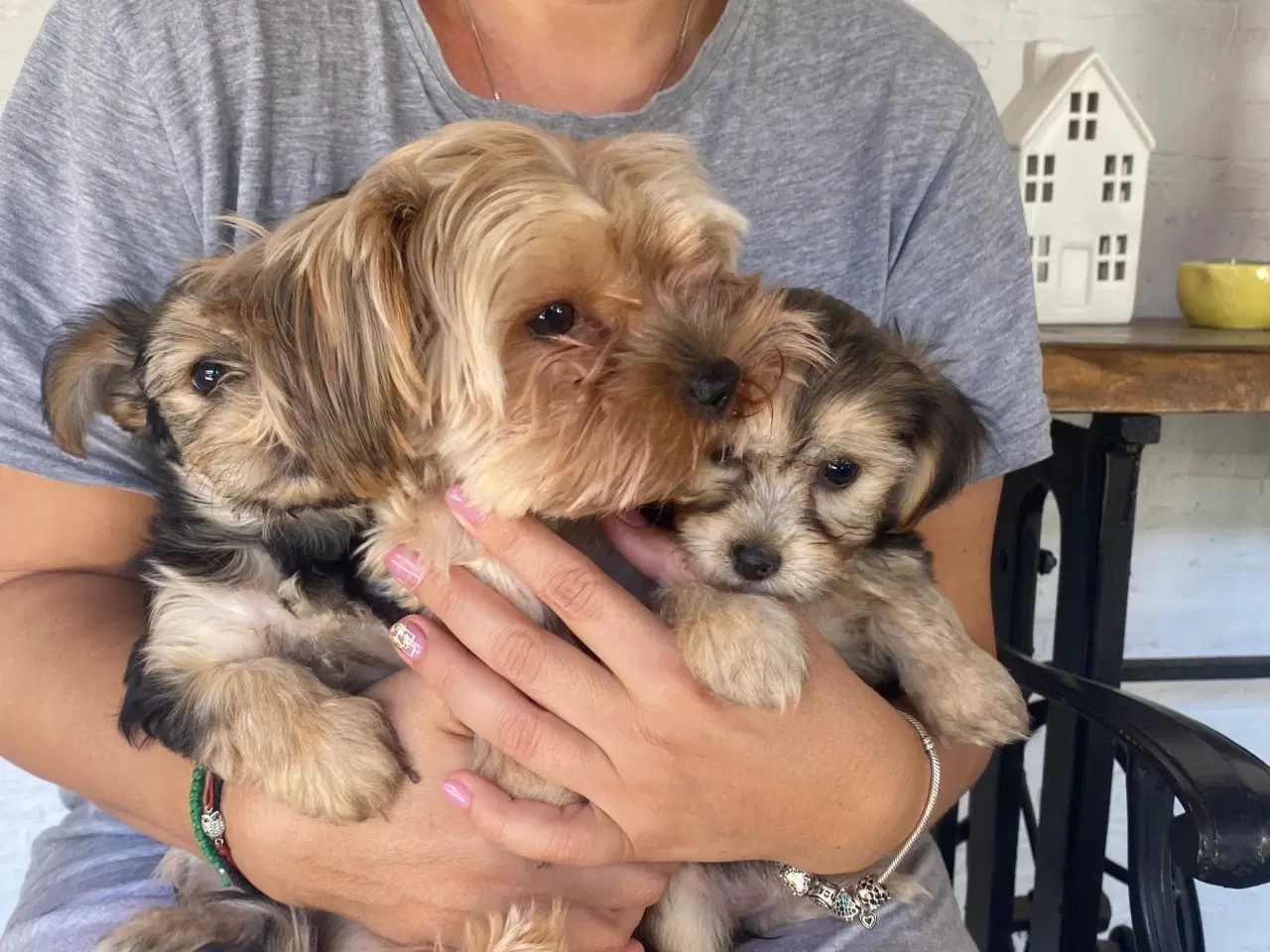 Billede 3 - Mini Yorkshire Terrier piger
