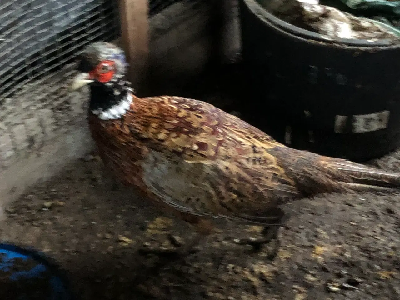 Billede 1 - 2 stk. fasankokke