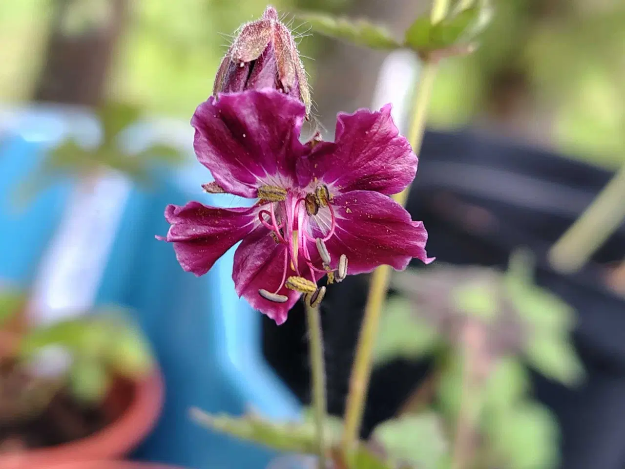 Billede 8 - Geranium m små mørkerøde blomster 