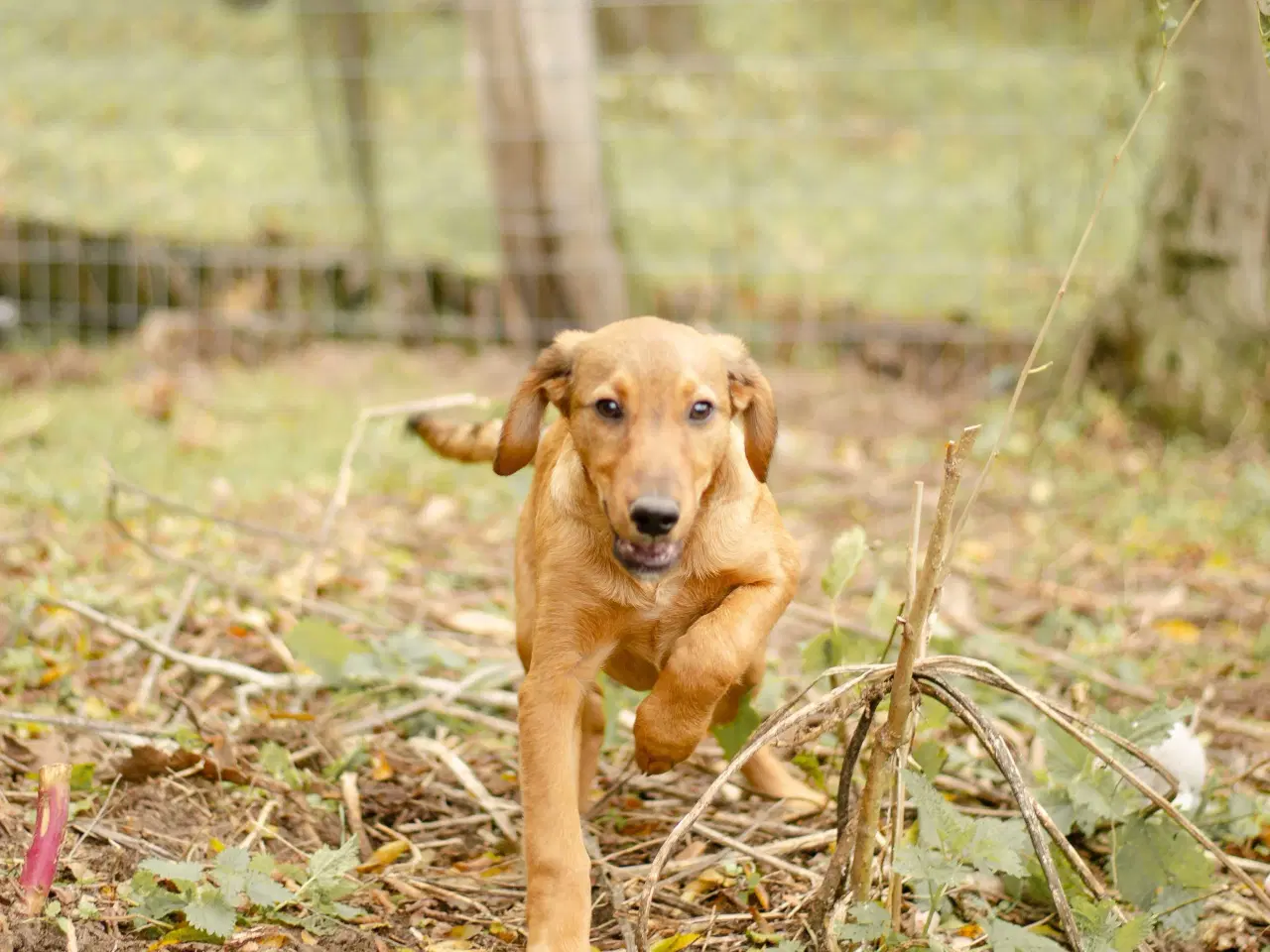 Billede 2 - Sødeste Charlie søger 4ever familie 💙