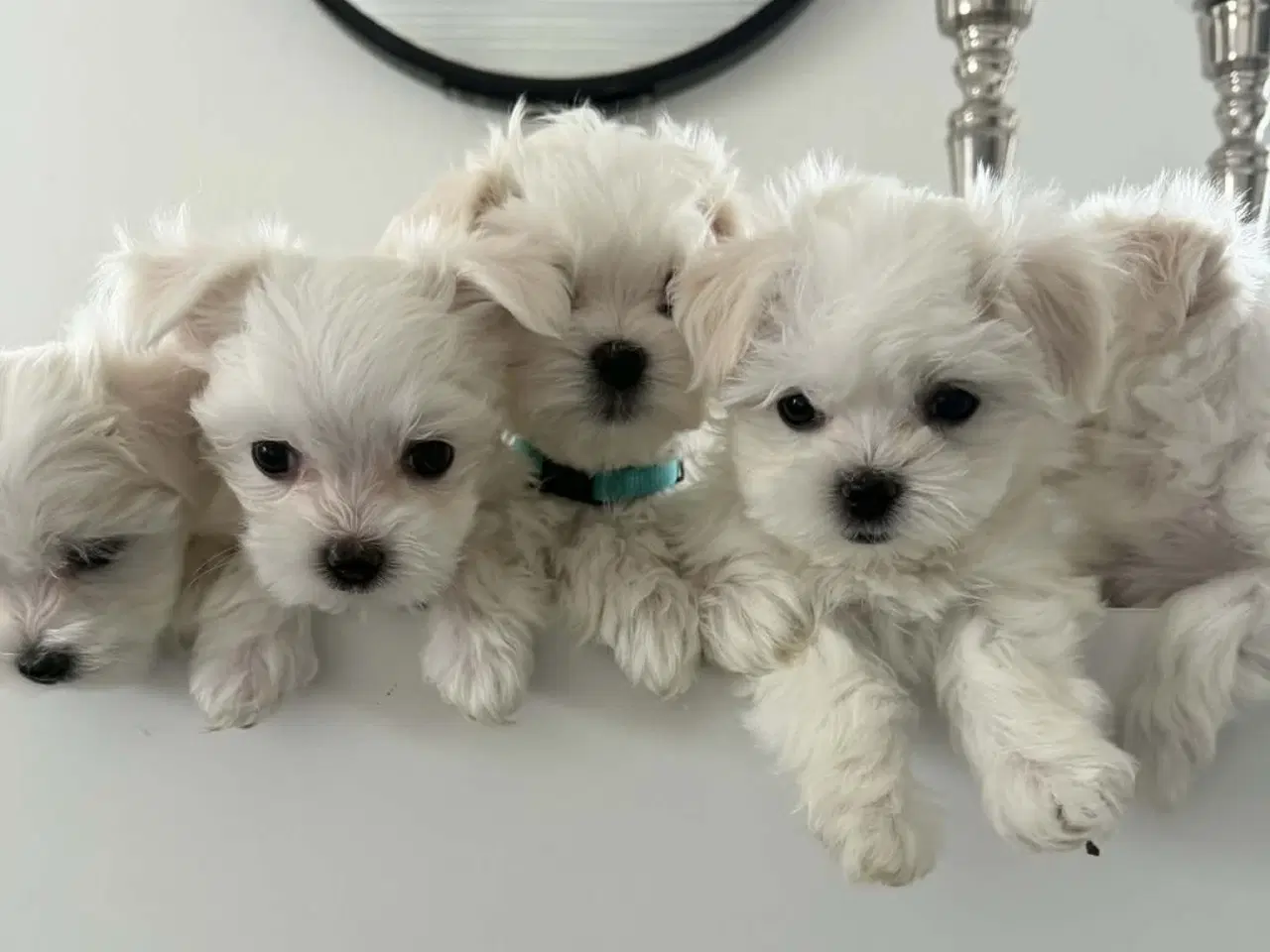 Billede 4 - Malteser 8 uger