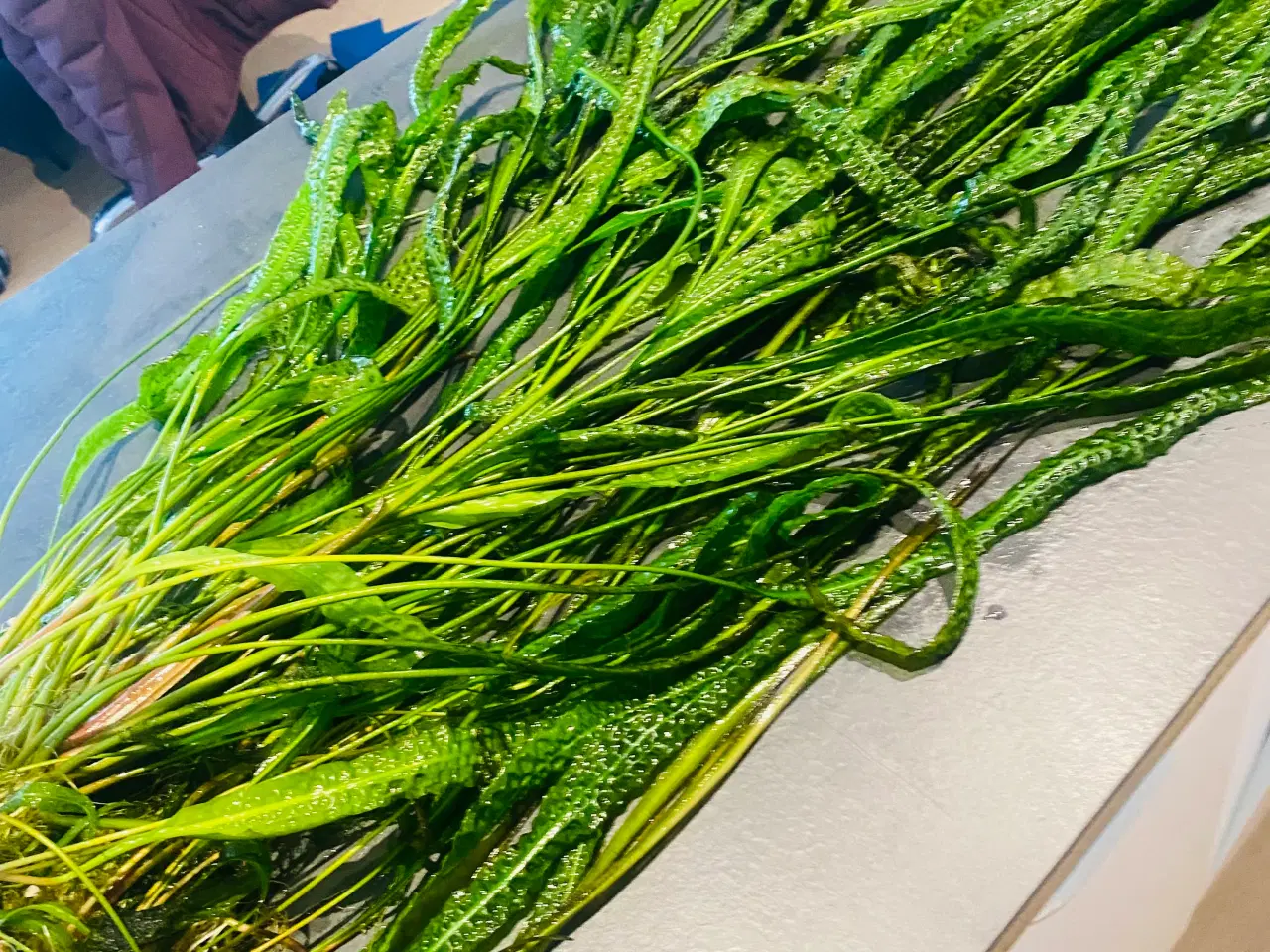 Billede 4 - Moderplante af hammerslåede cryptocryne