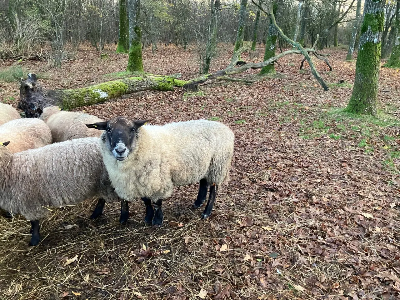 Billede 3 - Suffolk væddere sælges