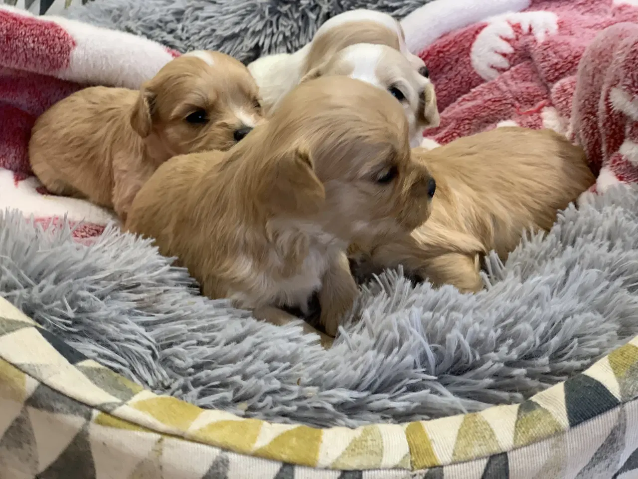 Billede 11 - Små fine cavapoo/ Maltipoo babyer