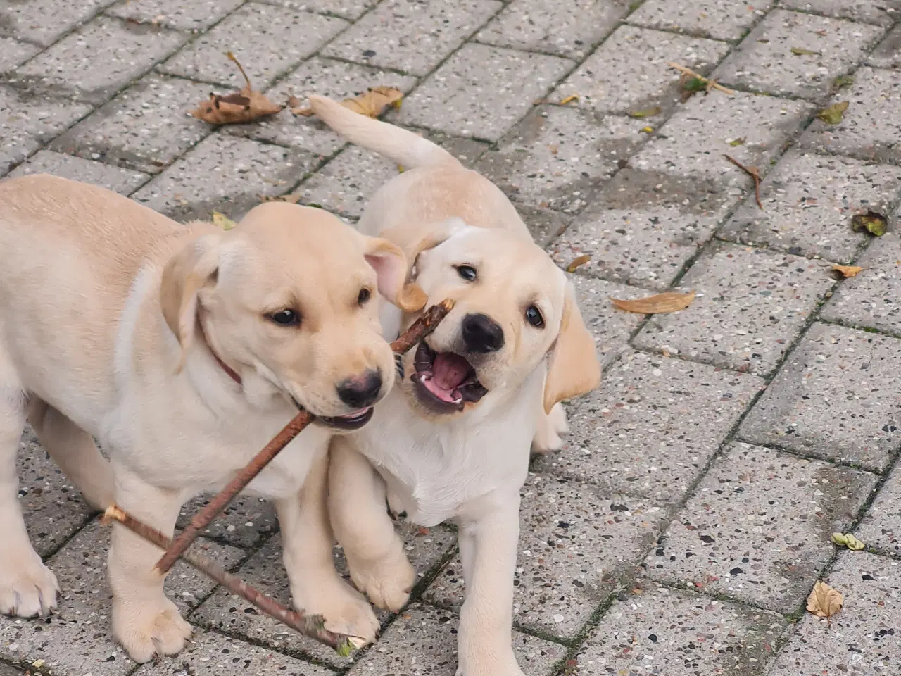 Billede 1 - Gule labrador hvalpe.