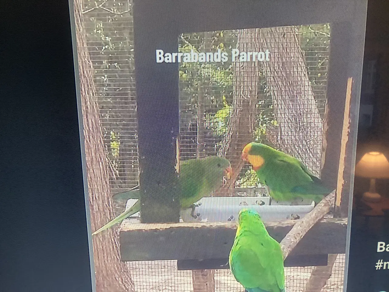 Billede 1 - Barraband parakit hun købes