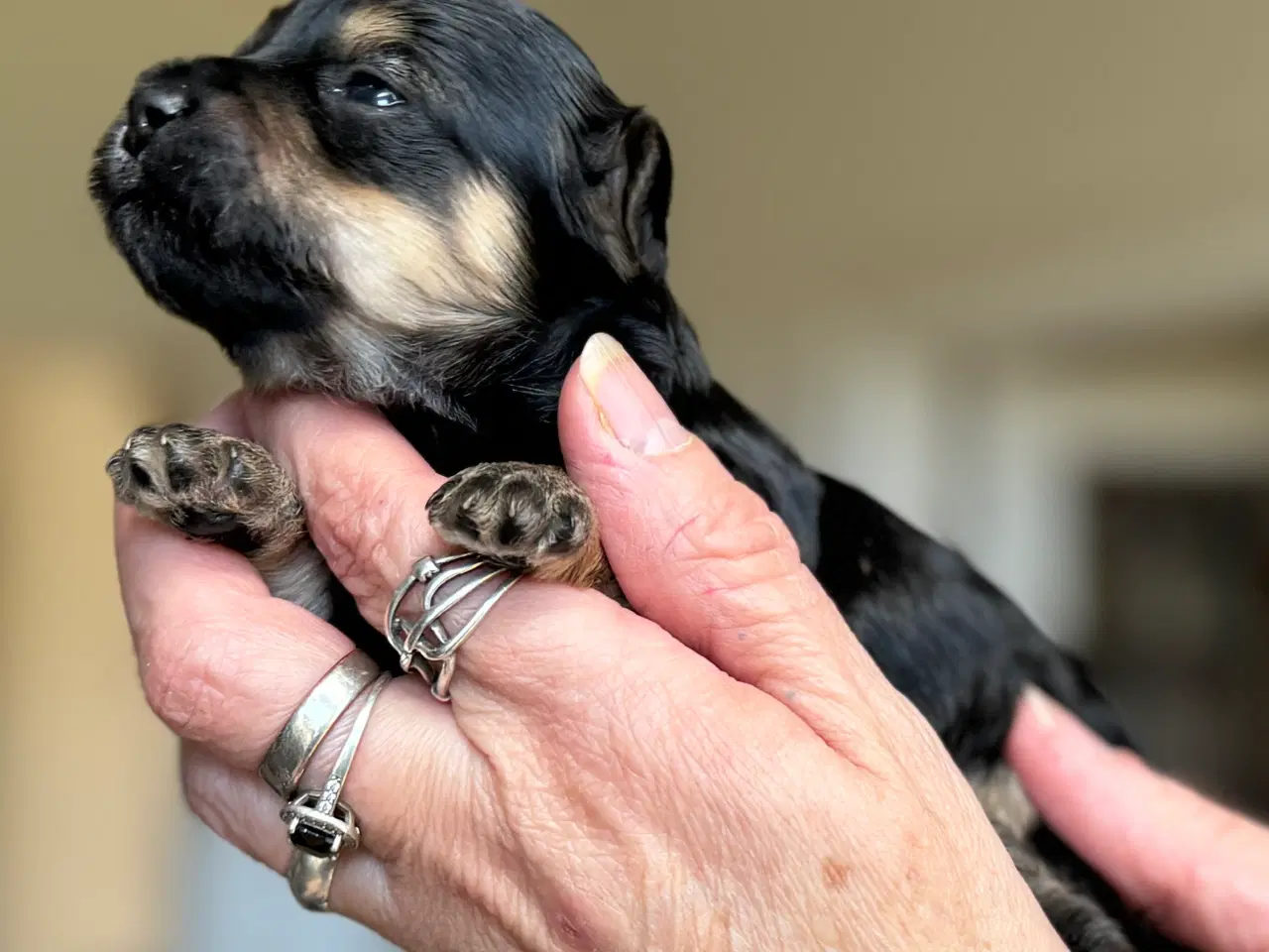 Billede 1 - 1 tæve, 2 hanner, Maltipoo fra undersøgte forældre