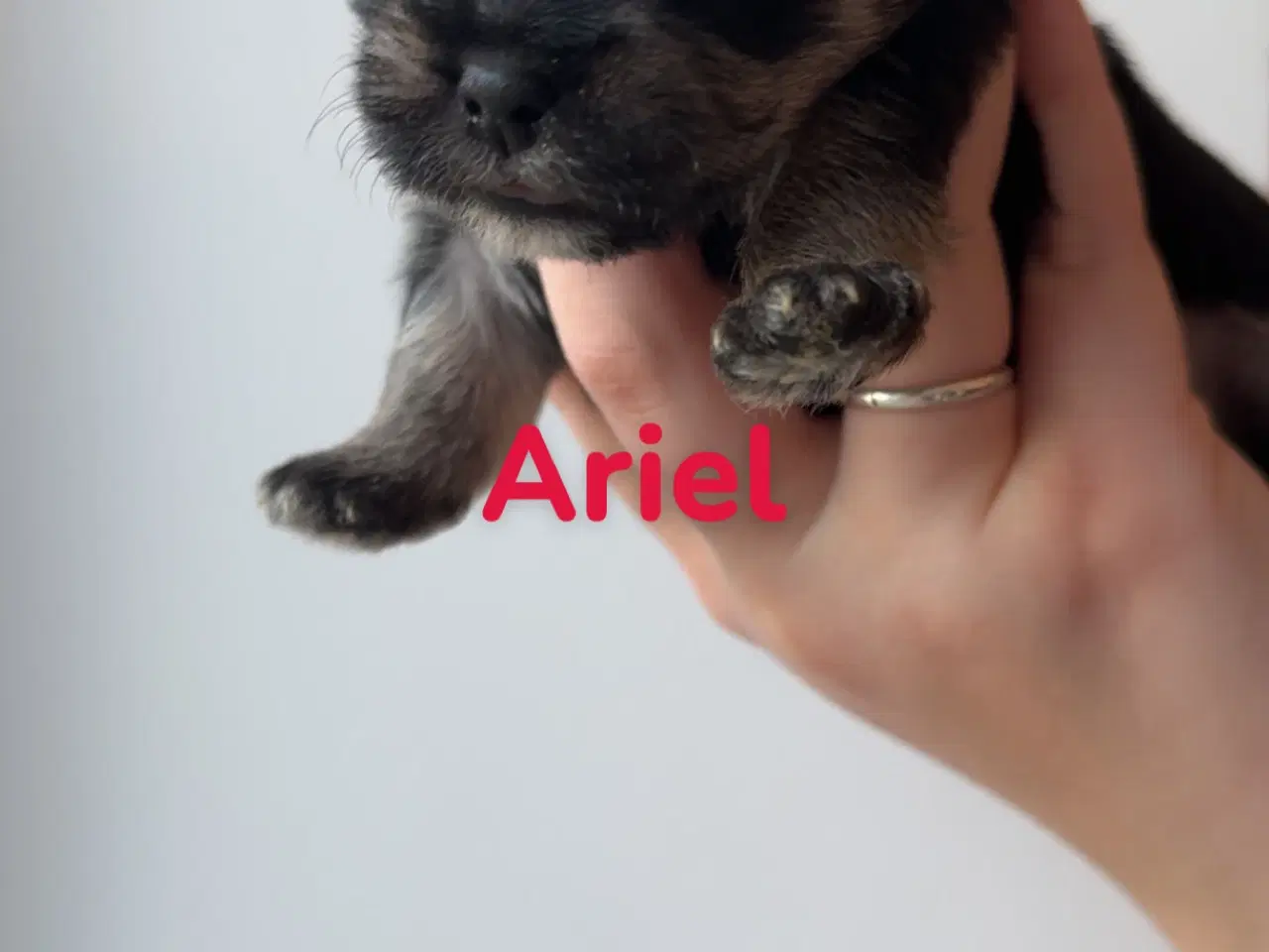 Billede 4 - 🐶 6 familiehvalpe søger deres helt eget hjem 🐶