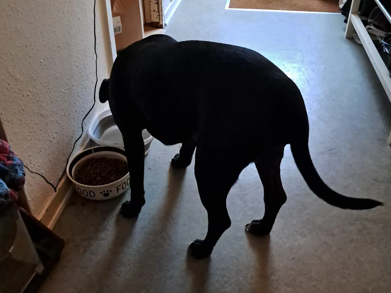 Billede 6 - Sødeste Bella søger sit for altid hjem 🥰🐕