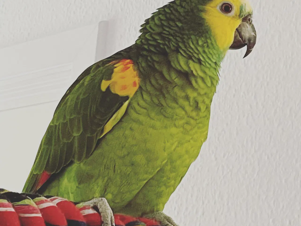 Billede 2 - Blåpandet amazone papegøje 