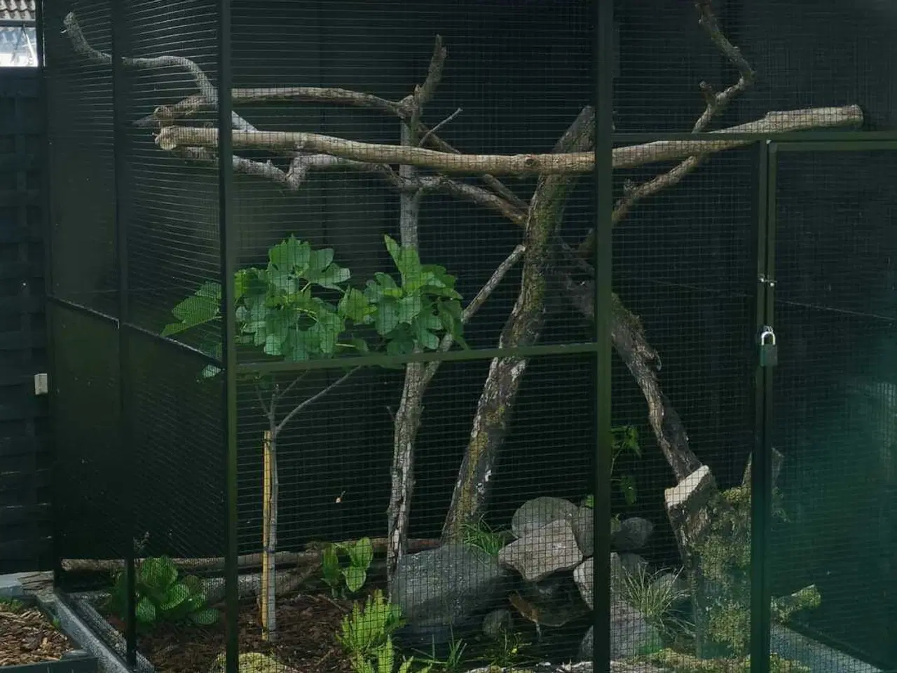 Billede 4 - Hvidøret Silkeaber 