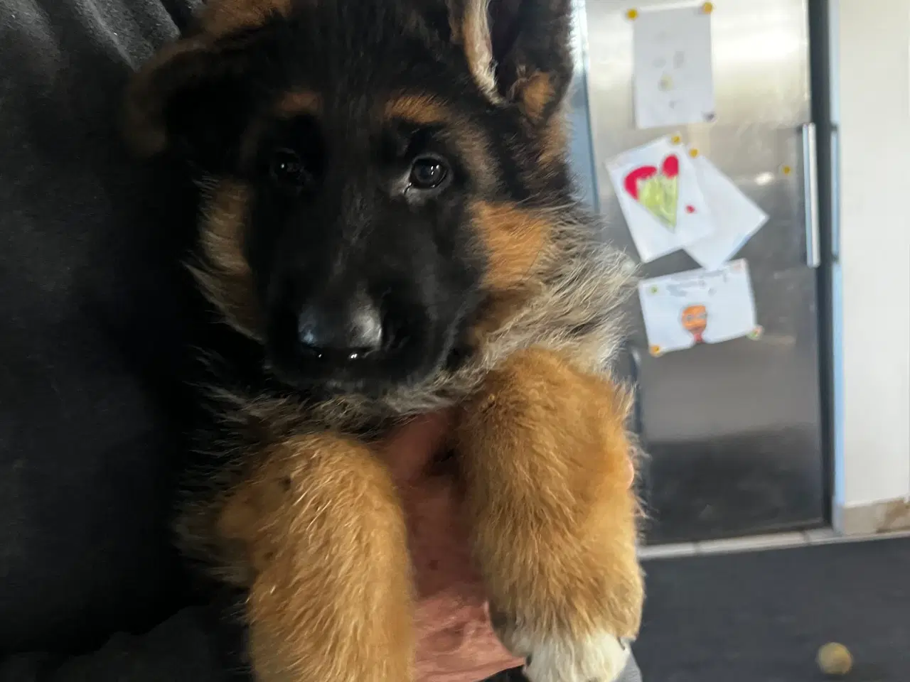 Billede 3 - Skønne hvalpe 