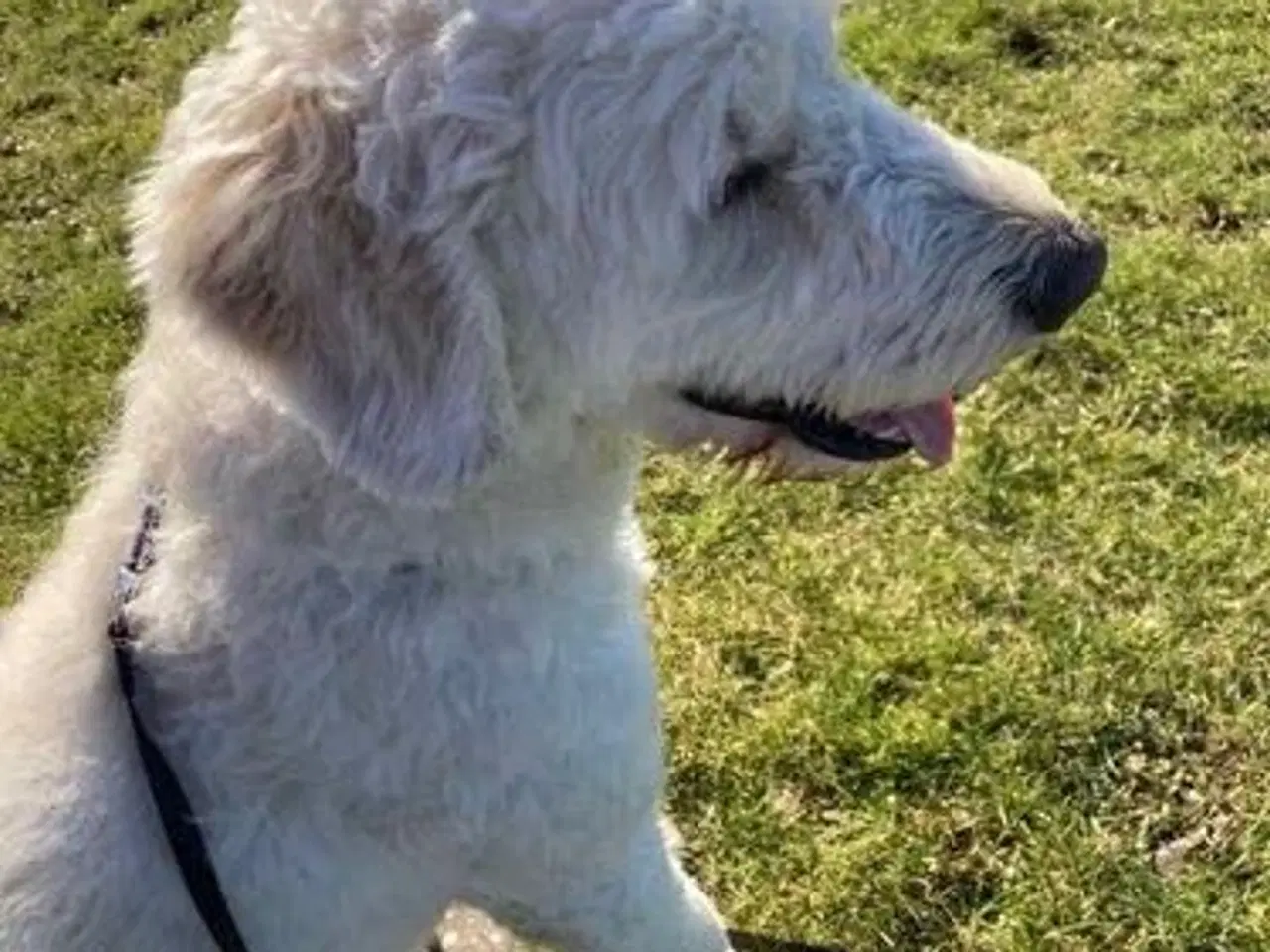 Billede 6 - Allergivenlige goldendoodles hvalpe