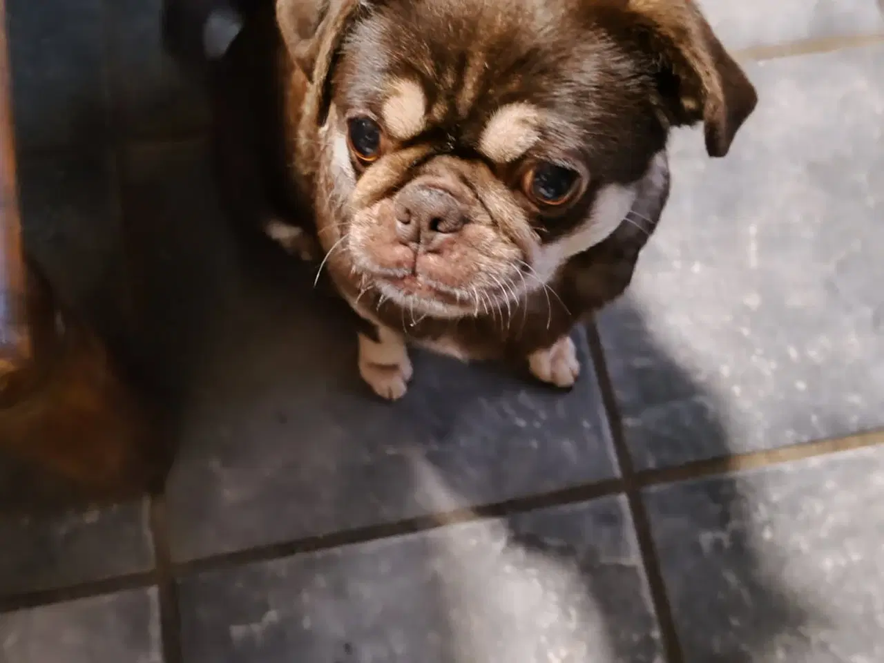 Billede 5 - Tre små mops/chihuahua til salg 