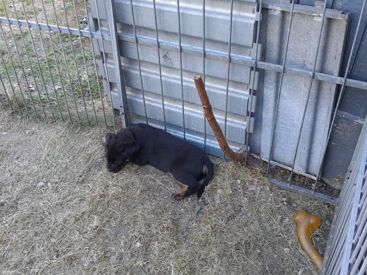 Billede 3 - Cane Corso, Italiano hvalpe søger ny mor. Familie.