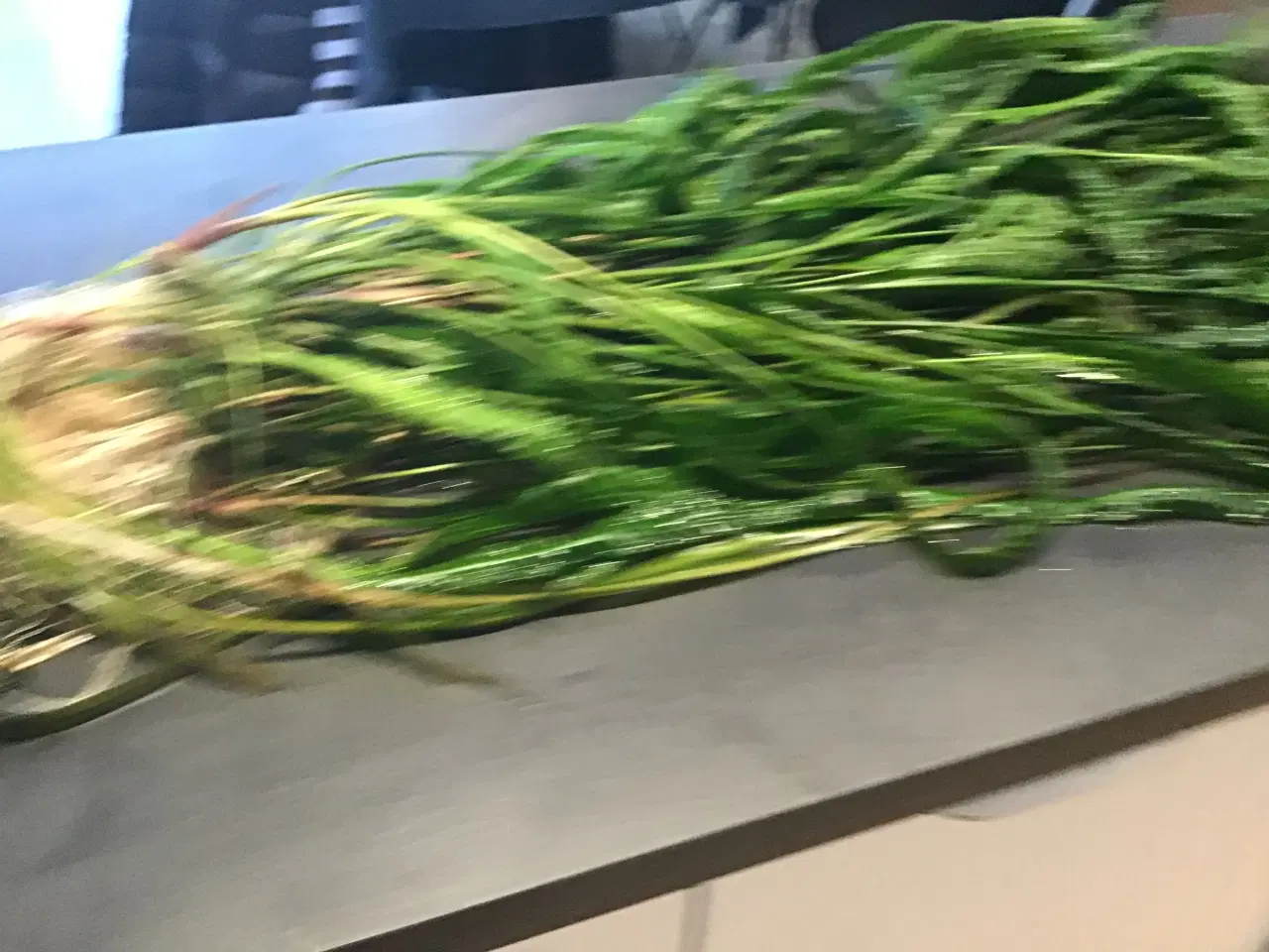 Billede 2 - Moderplante af hammerslåede cryptocryne