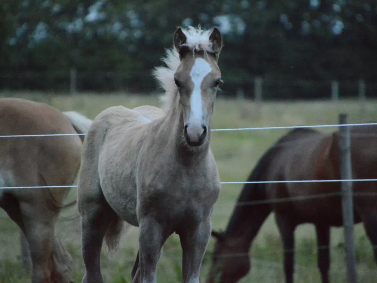 Billede 3 - Haflinger føl til salg