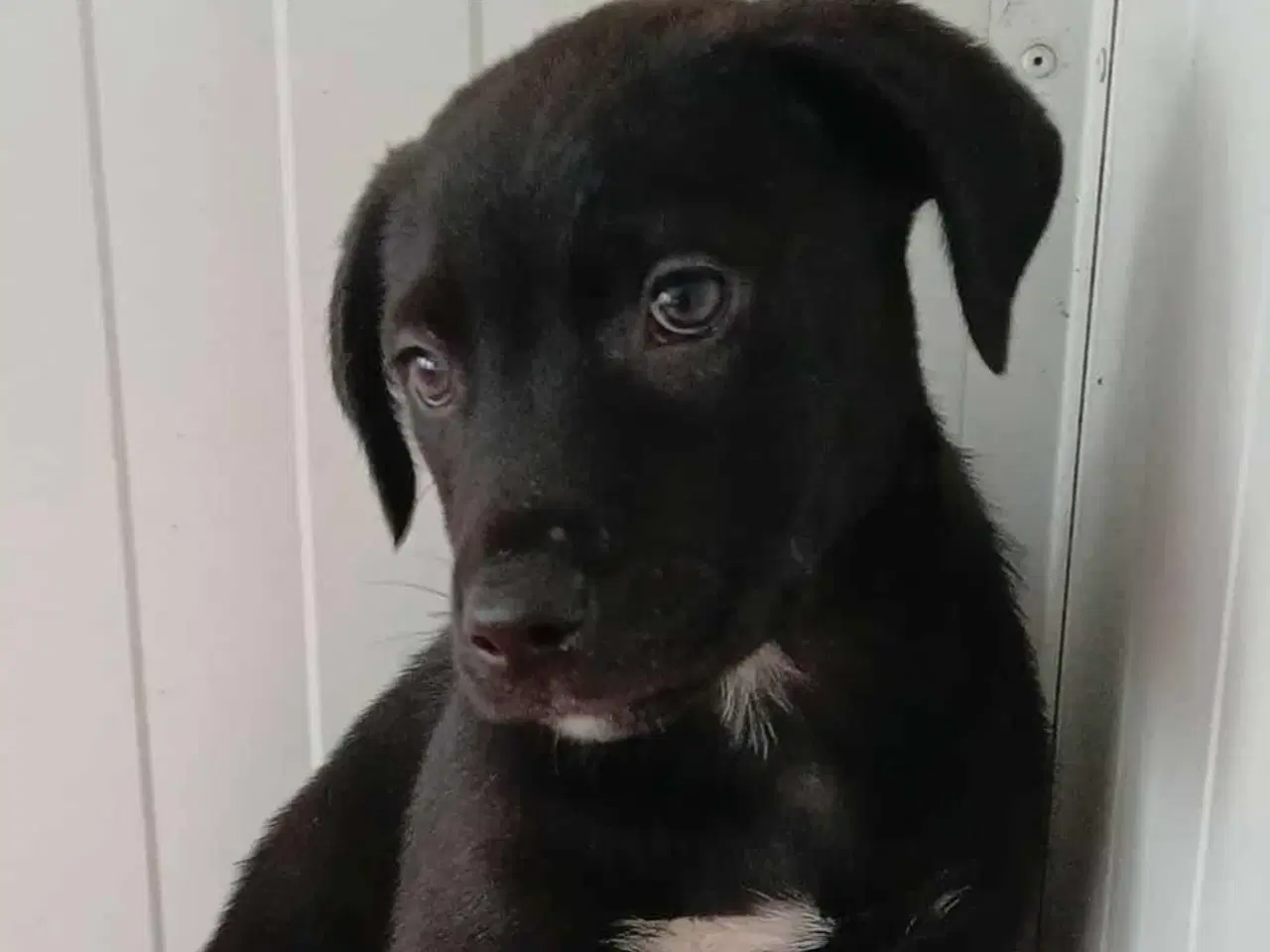 Billede 1 - Lille Axel søger familie