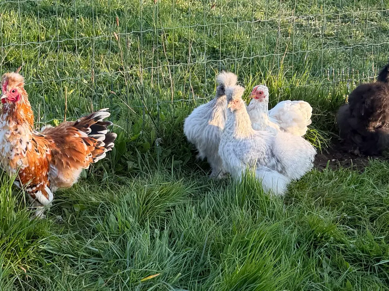 Billede 4 - Silker en kochin og blandings hane