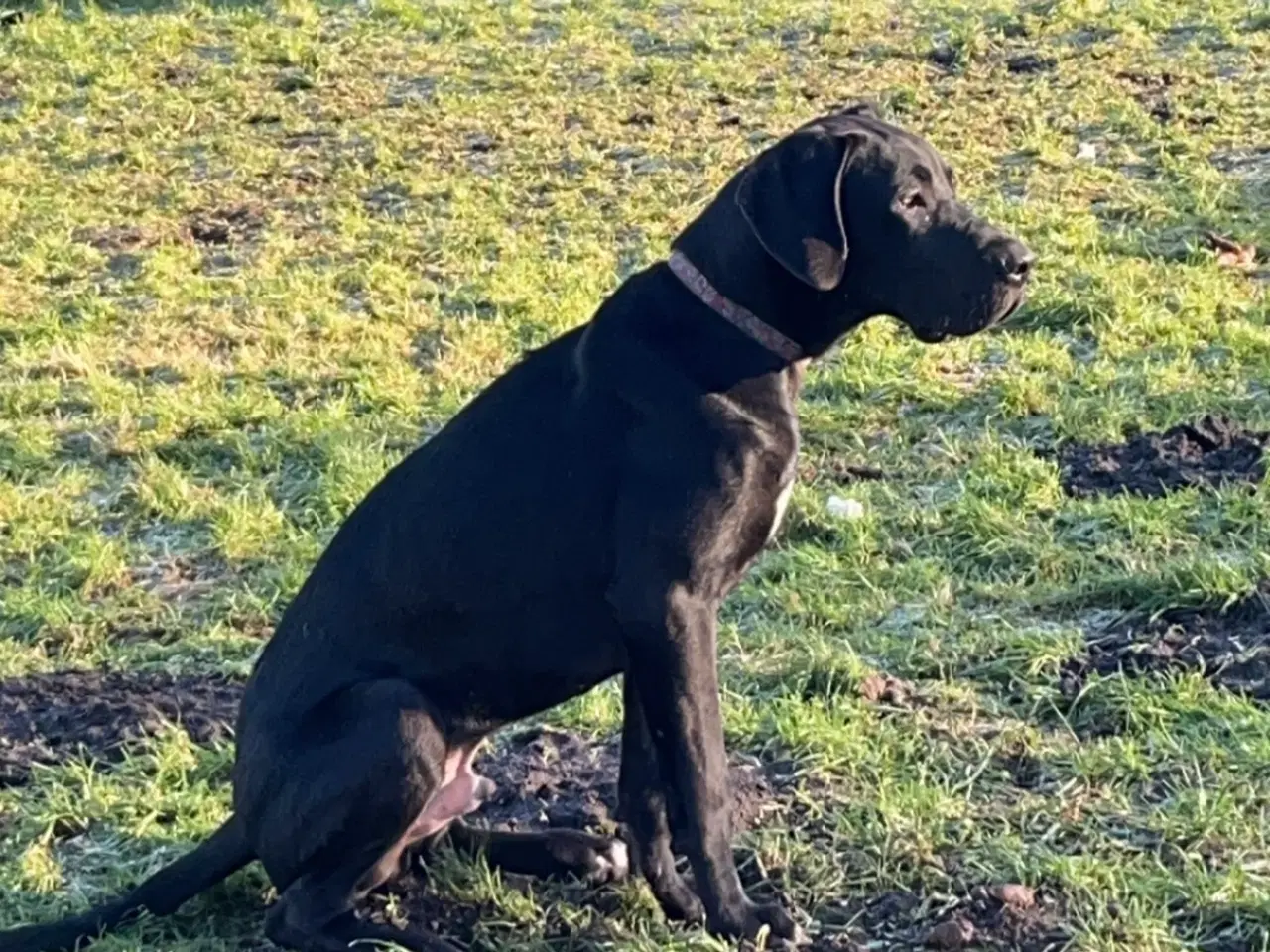 Billede 5 - Grandanois, irsk ulvehund, cane Corso hundehvalpe