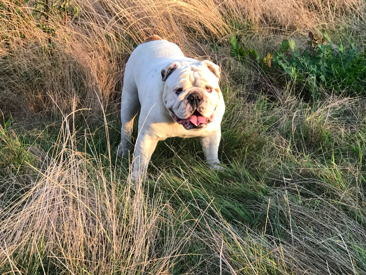 Billede 4 - Bulldog