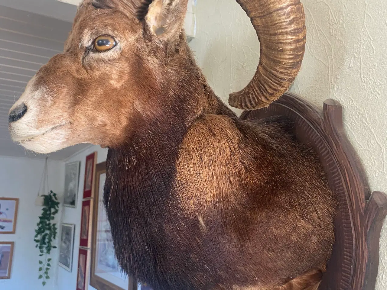 Billede 1 - Tyffon ged