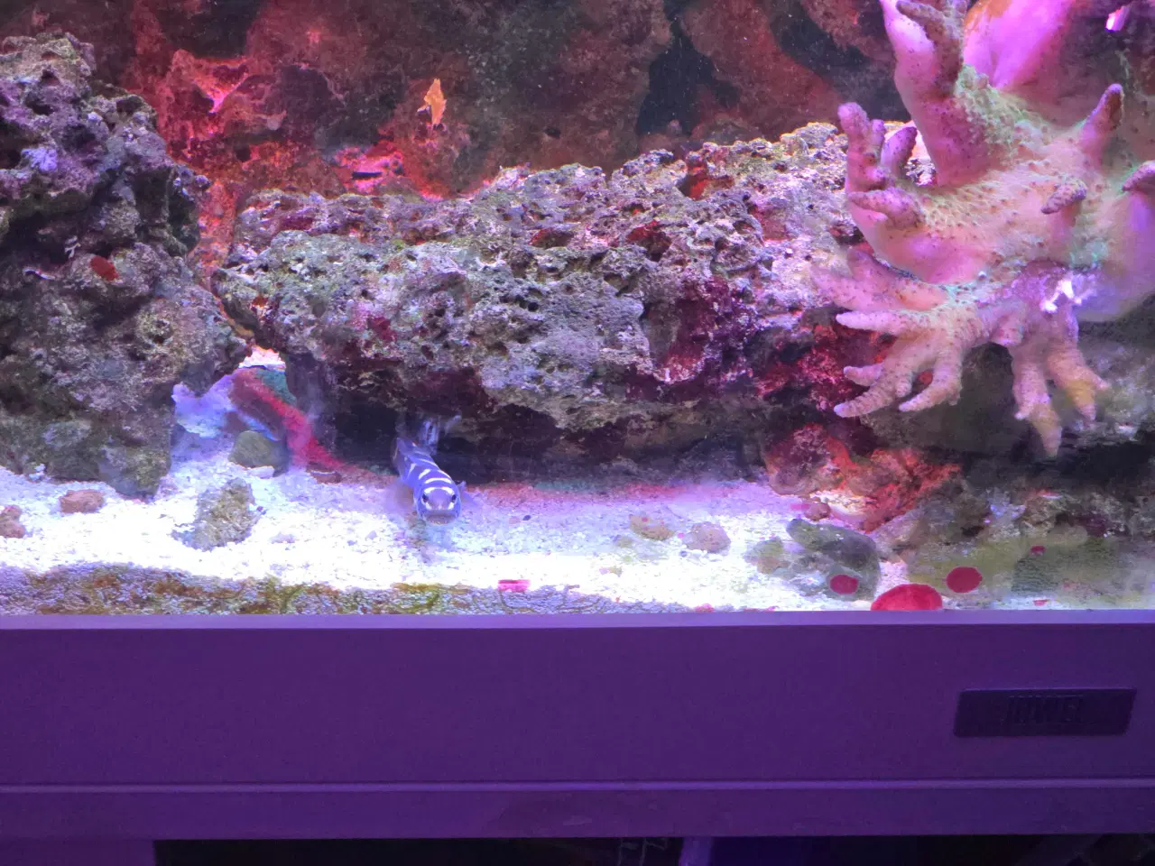 Billede 9 - 450l saltvands akvarium