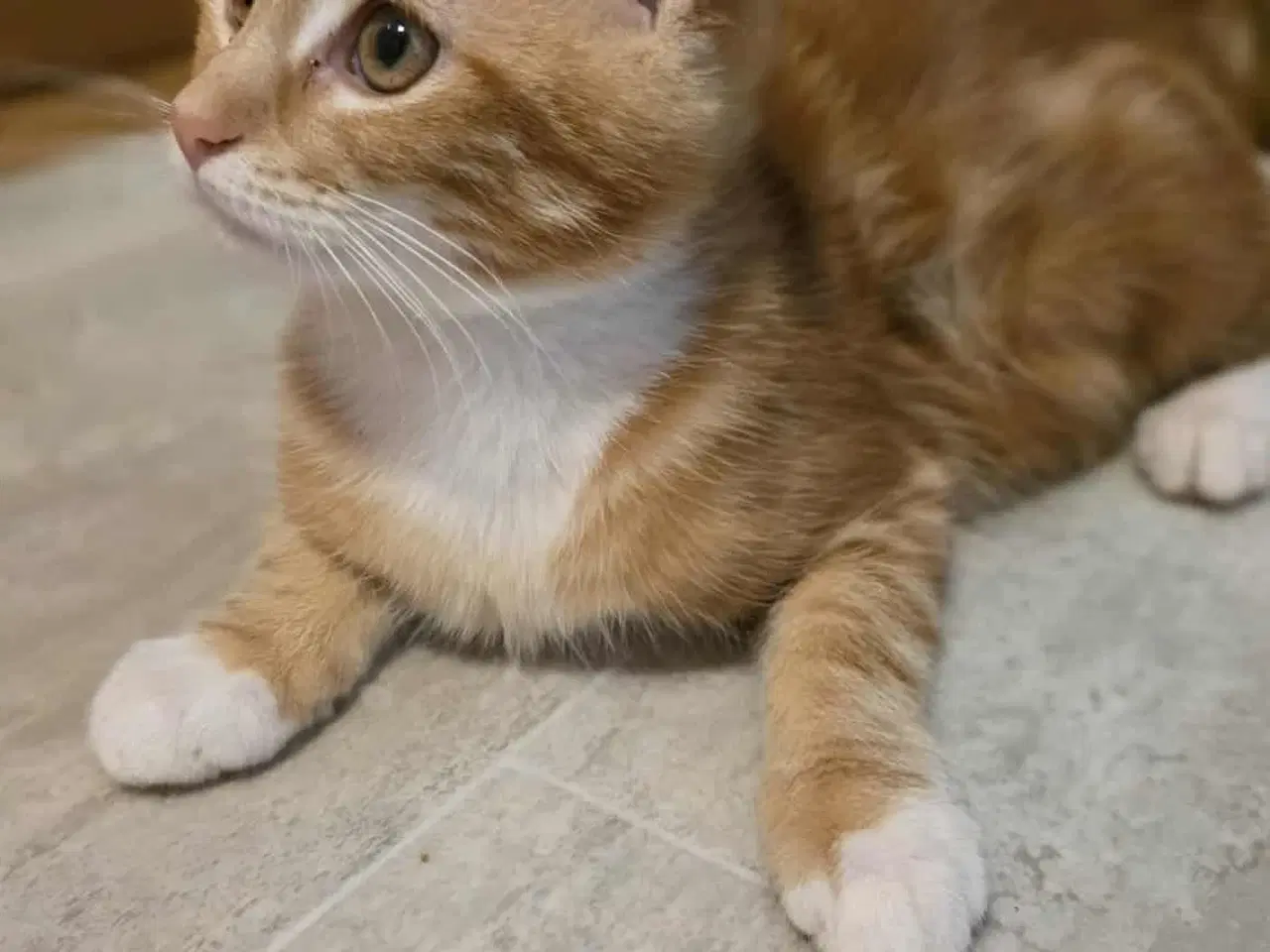 Billede 7 - Maine coon blanding 