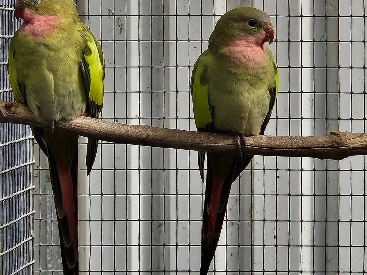 Billede 1 - Grøn Prinsesse parakit