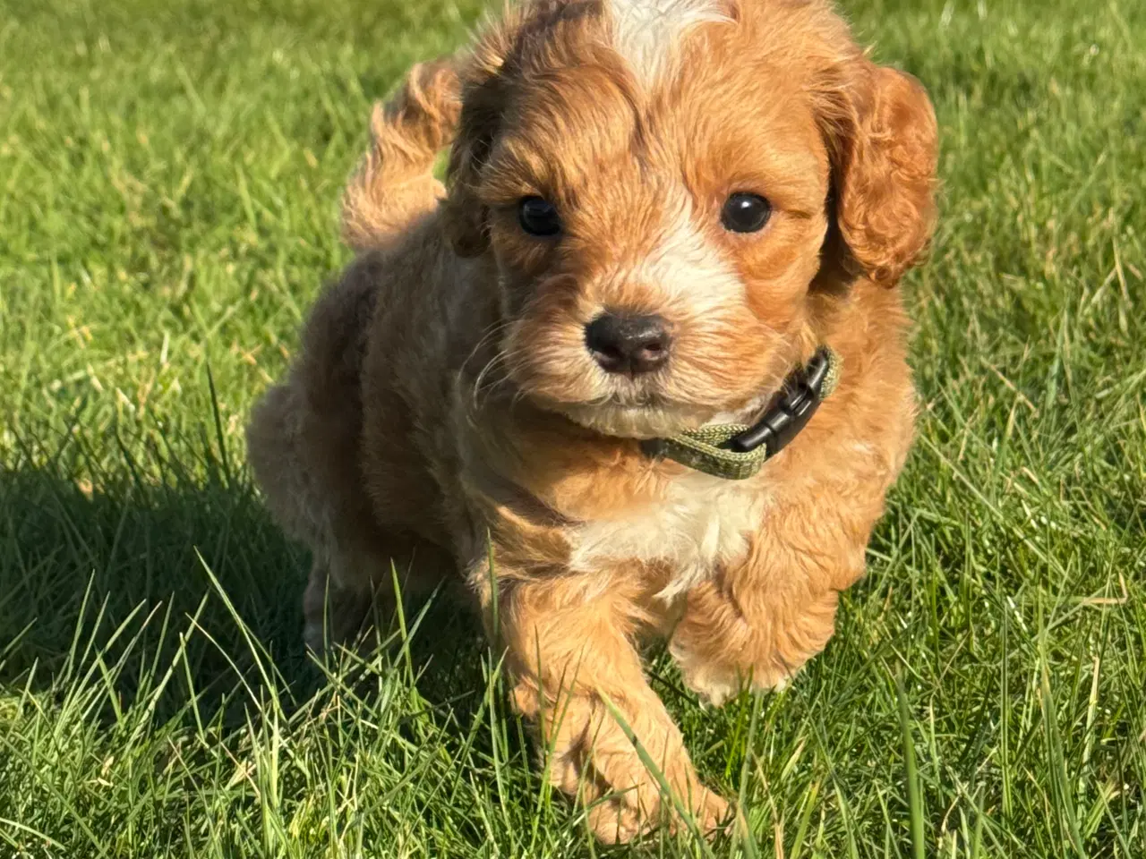 Billede 1 - Maltipoo hvalp Rejseklar 