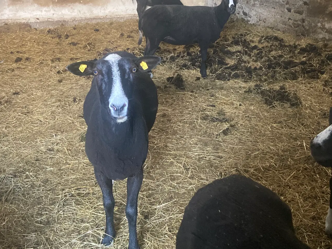 Billede 3 - 5 zwartbles får til sælge