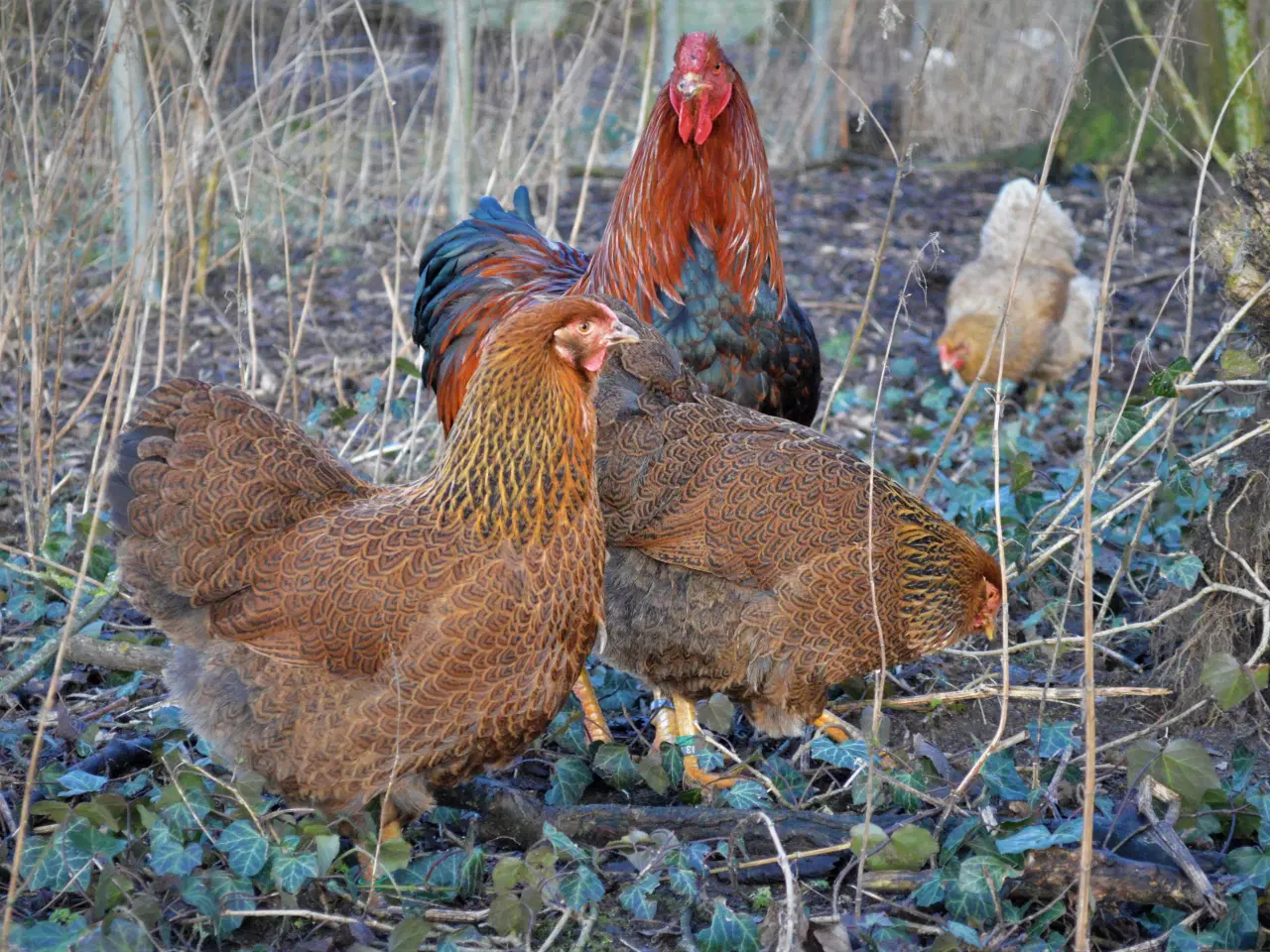 Billede 16 - høns avlstamm store Wyandotter guld-sortbåndet