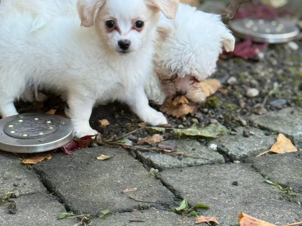 Billede 2 - Mini malteser hvalpe