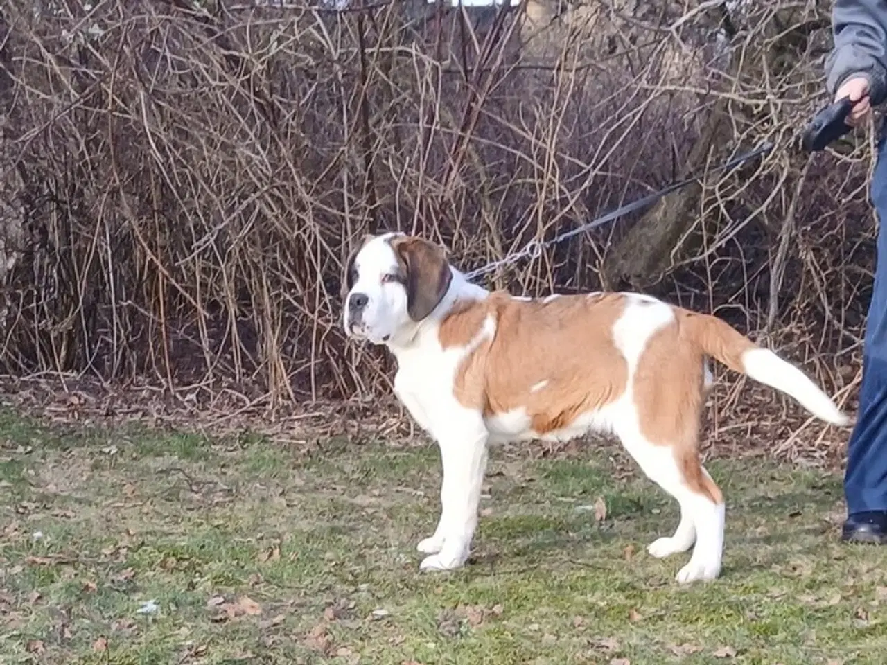 Billede 5 - Sankt bernhard, korthåret