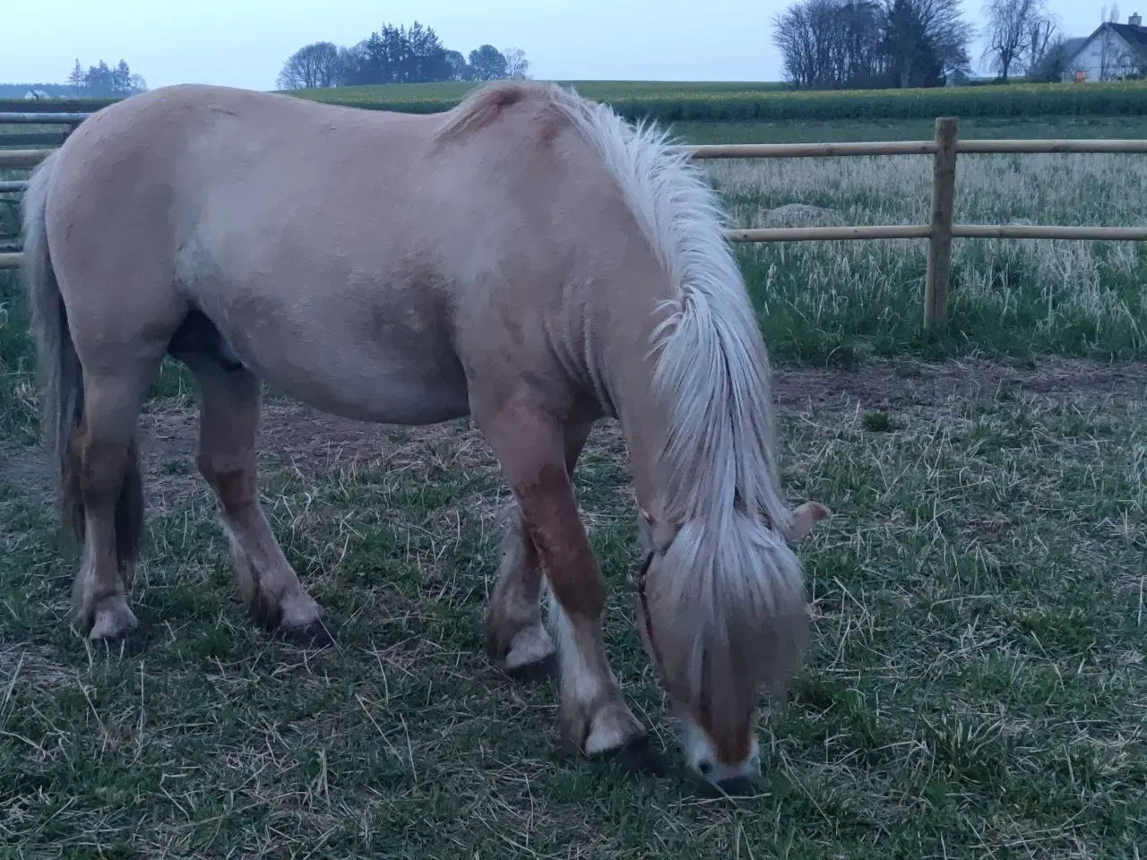 Billede 8 - Rødblakke Fjordhorse stallion 5years old