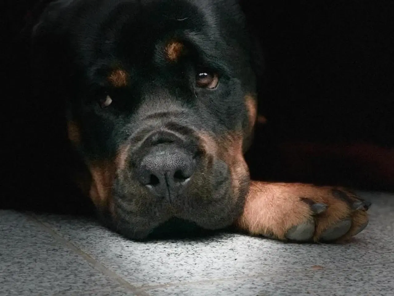 Billede 5 - Ægte Rottweiler hvalpe til salg 