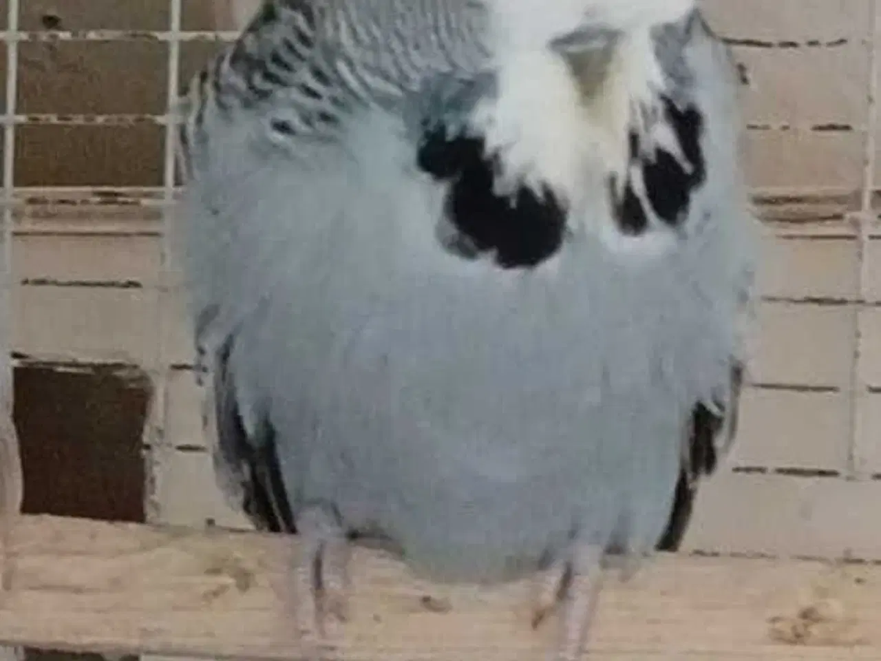 Billede 2 - Engelsk undulat han 