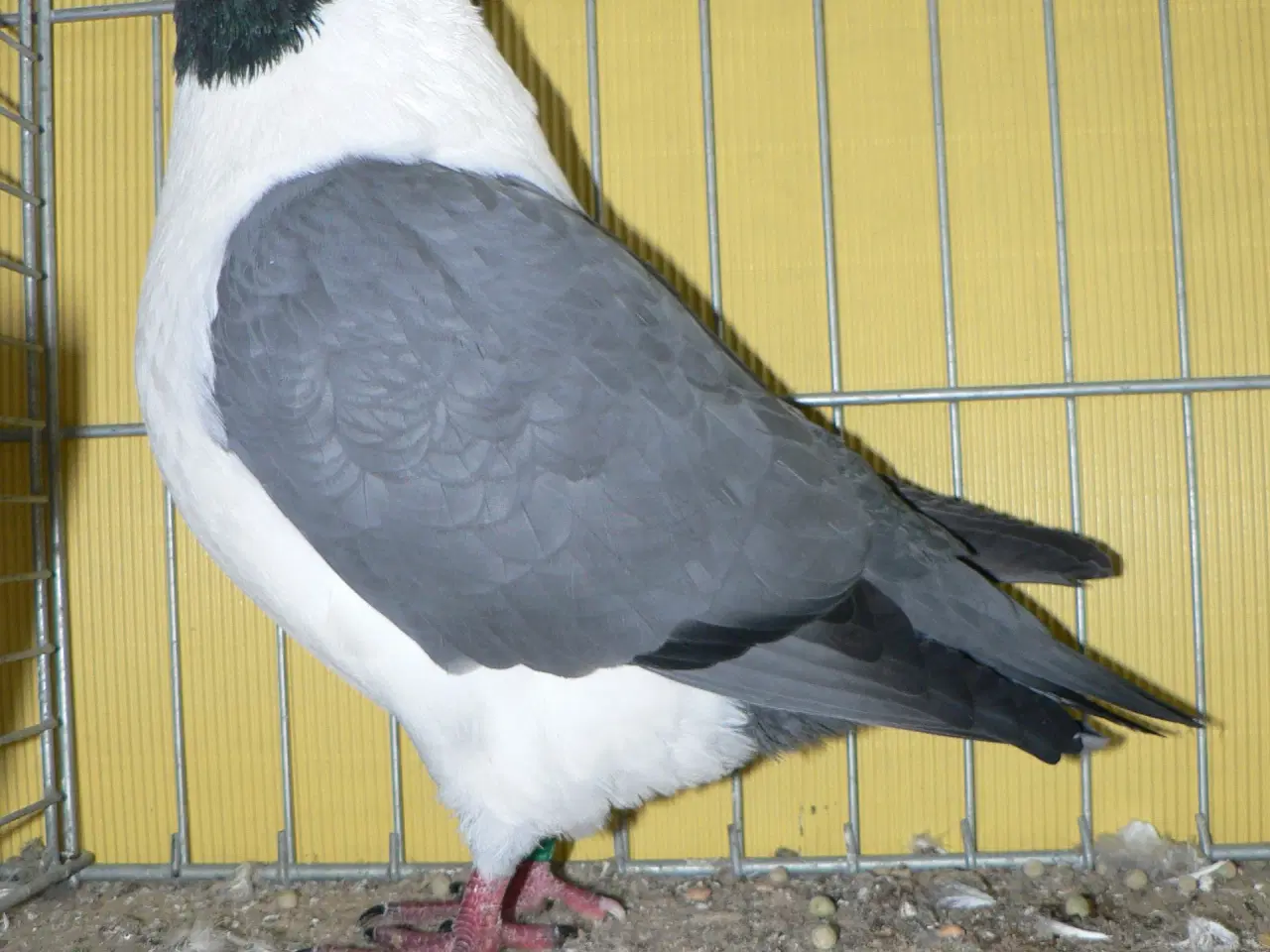 Billede 1 - blå mährisk strasser duer 