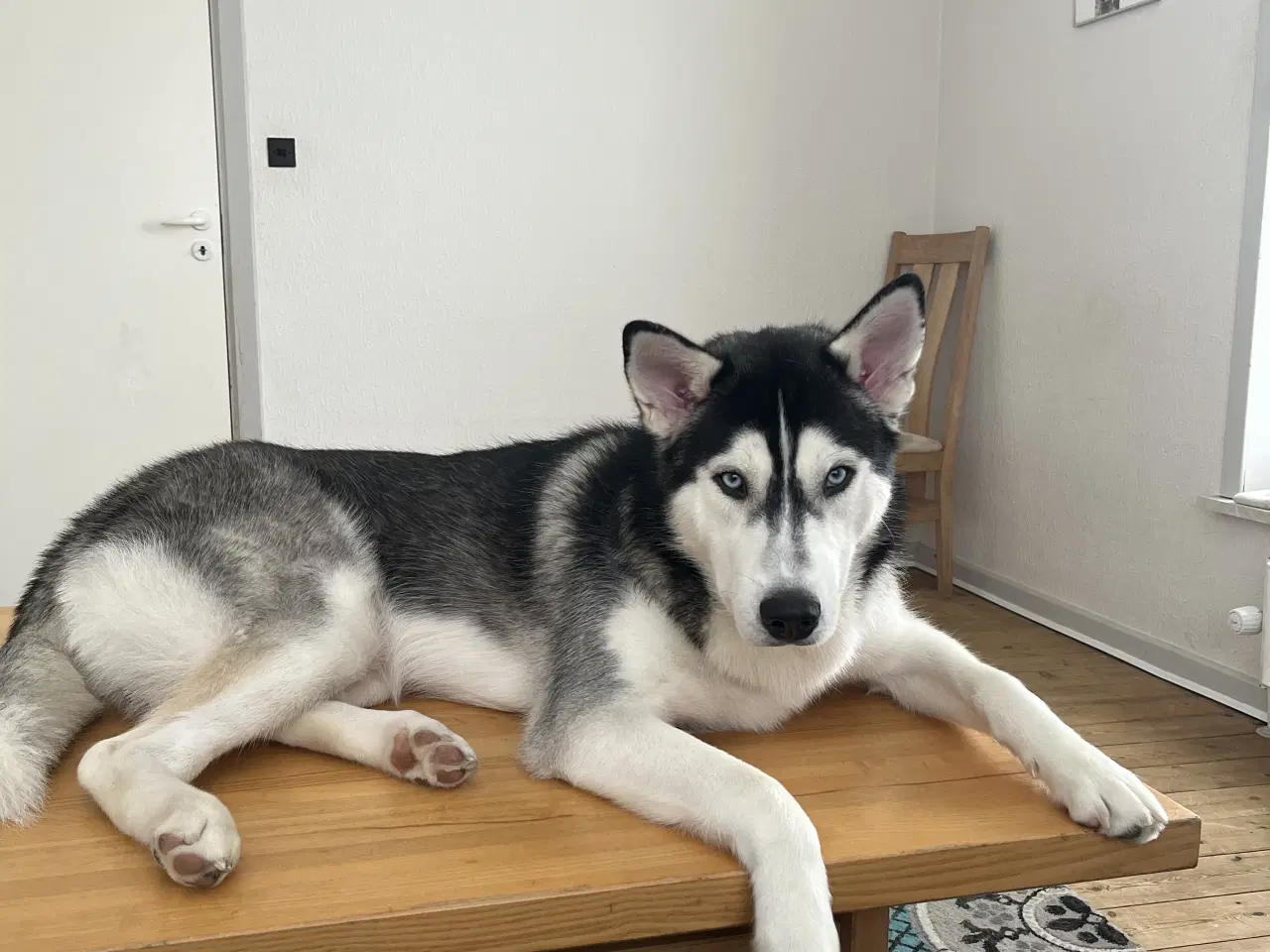 Billede 2 - Hund til salg 