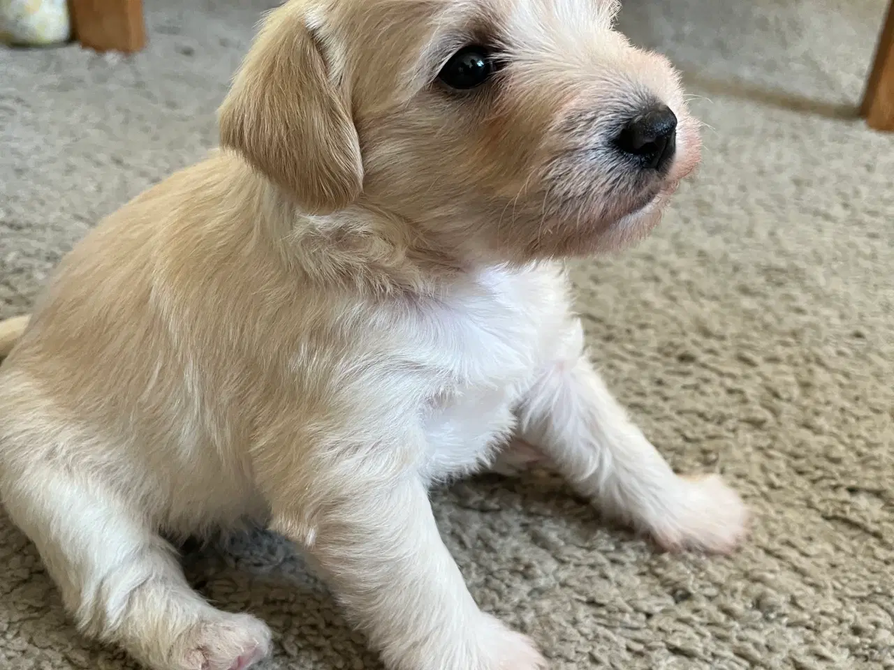 Billede 8 - Bichon Havanais/Jack Russel x Schnauzer tæve (gade