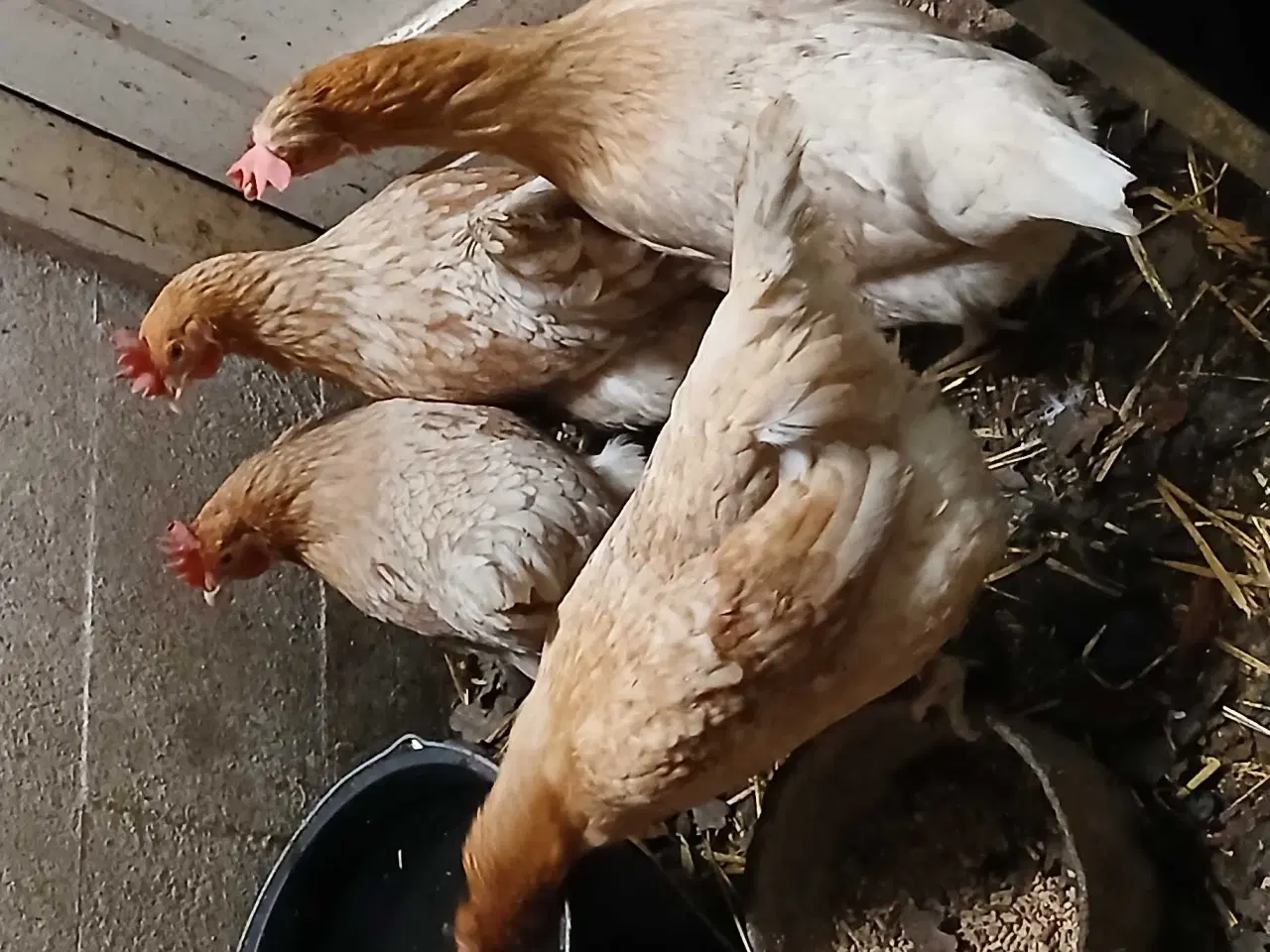 Billede 1 -  hønekylling er lige startet med æglægning.  75 kr