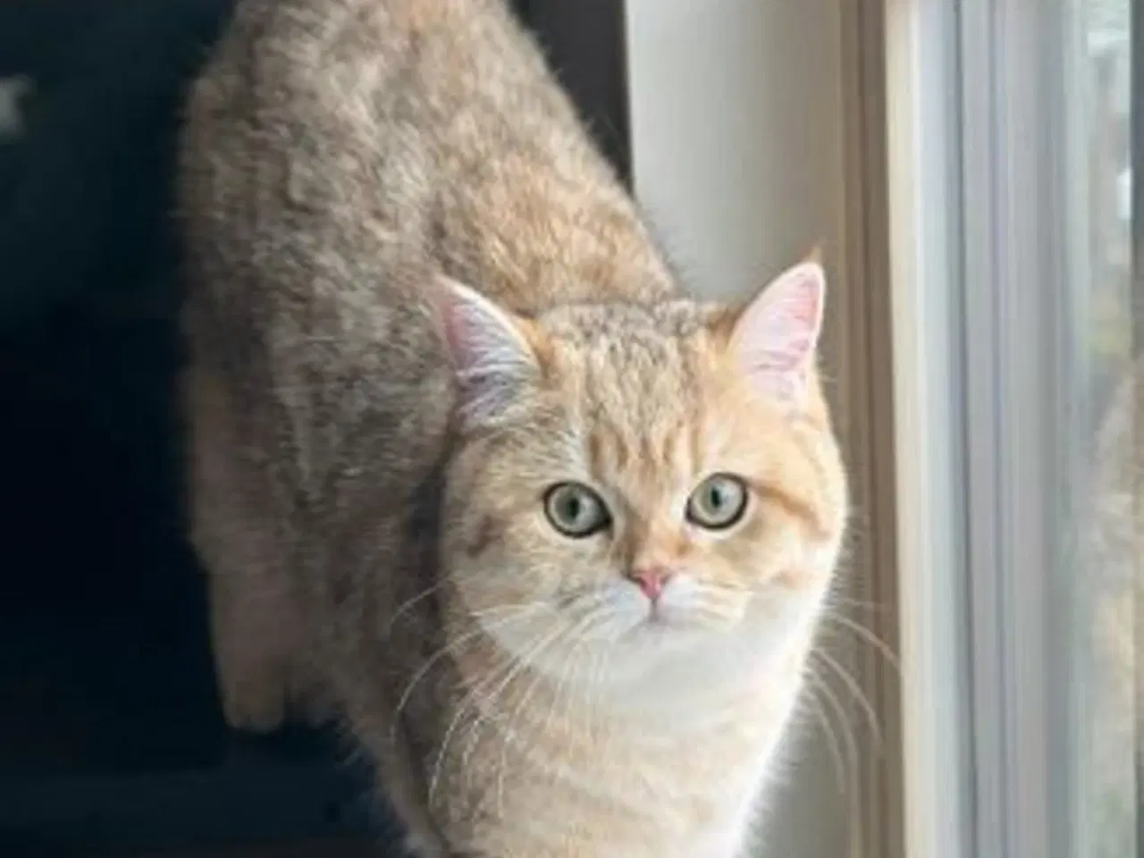 Billede 3 - Killinger British shorthair/Russian Blue