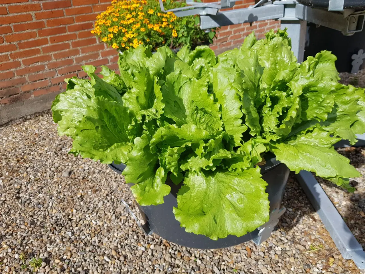 Billede 5 - Dyrk din egen salat mm heleåret